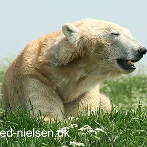 isbjørn